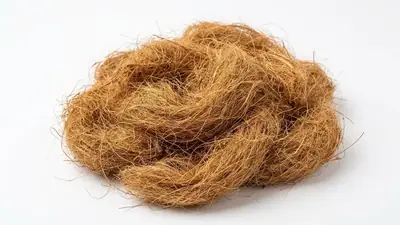 Fibra de coco longa (bristle) direto do CE, Carve Substratos